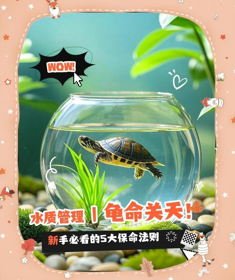 龍龜多久換一次水，龍龜換水頻率取決于多種因素， 龍龜多久換一次水，龍龜換水頻率取決于多種因素， 龍魚百科 第1張
