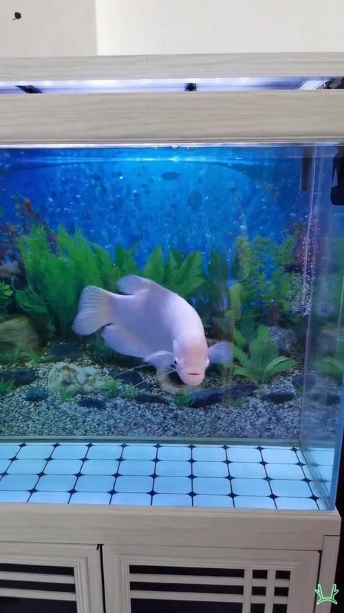 再給我幾張招財魚圖片，招財魚的圖片 再給我幾張招財魚圖片，招財魚的圖片 龍魚百科 第3張