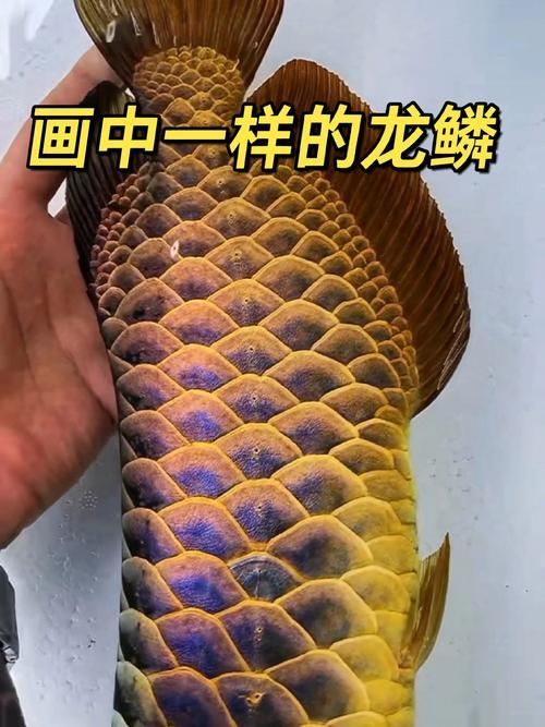 古典金龍在市場上的價格如何 龍魚百科 第2張 古典金龍在市場上的價格如何 古典金龍在市場上的價格如何 龍魚百科 第2張