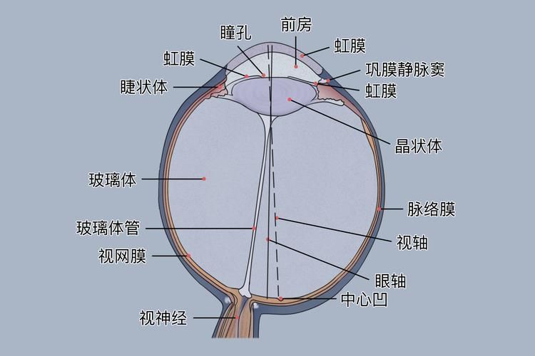 如何預防魚尾充血,西安魚尾充血(眼周血管充血(arxiv論文助手) 龍魚百科 第3張 如何預防魚尾充血,西安魚尾充血(眼周血管充血(arxiv論文助手) 如何預防魚尾充血,西安魚尾充血(眼周血管充血(arxiv論文助手) 龍魚百科 第3張