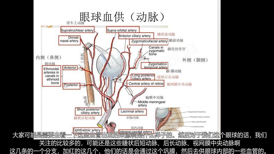 如何預防魚尾充血,西安魚尾充血(眼周血管充血(arxiv論文助手) 龍魚百科 第2張 如何預防魚尾充血,西安魚尾充血(眼周血管充血(arxiv論文助手) 如何預防魚尾充血,西安魚尾充血(眼周血管充血(arxiv論文助手) 龍魚百科 第2張