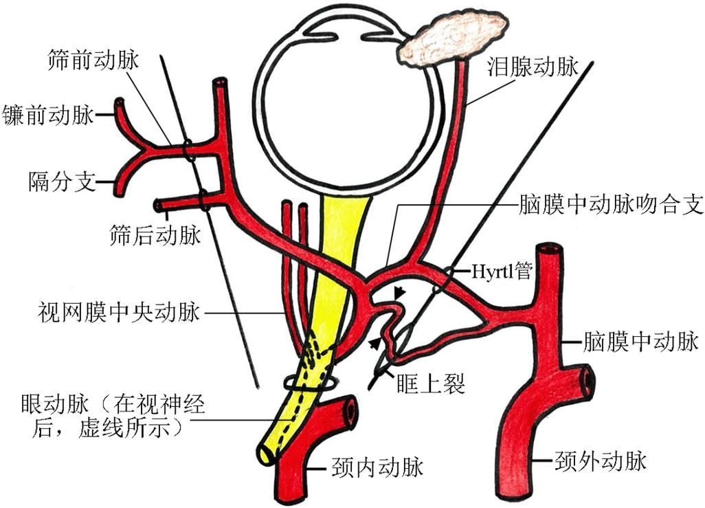 如何預防魚尾充血,西安魚尾充血(眼周血管充血(arxiv論文助手) 龍魚百科 第1張 如何預防魚尾充血,西安魚尾充血(眼周血管充血(arxiv論文助手) 如何預防魚尾充血,西安魚尾充血(眼周血管充血(arxiv論文助手) 龍魚百科 第1張