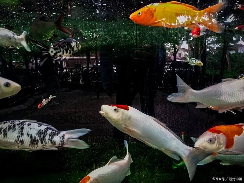 魚蒙眼用什么藥治療，魚蒙眼用什么藥治療必須“對因下藥”，治療魚蒙眼最有效 魚蒙眼用什么藥治療，魚蒙眼用什么藥治療必須“對因下藥”，治療魚蒙眼最有效 龍魚百科 第2張
