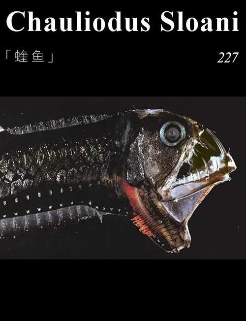 深海龍魚有哪些種類，關于深海龍魚