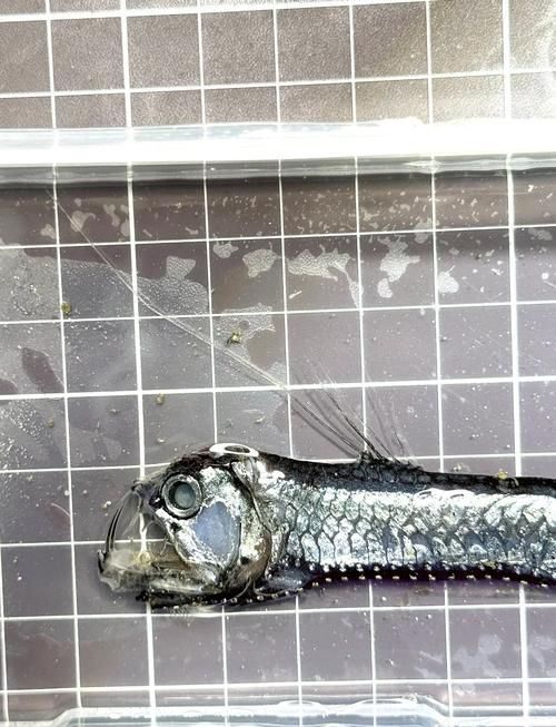 深海龍魚有哪些種類，關于深海龍魚
