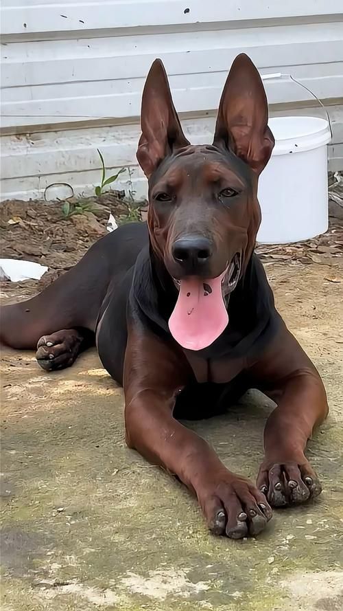 如何區(qū)分萊州紅犬和其他犬種，如何區(qū)分萊州紅犬 如何區(qū)分萊州紅犬和其他犬種，如何區(qū)分萊州紅犬 龍魚百科 第5張