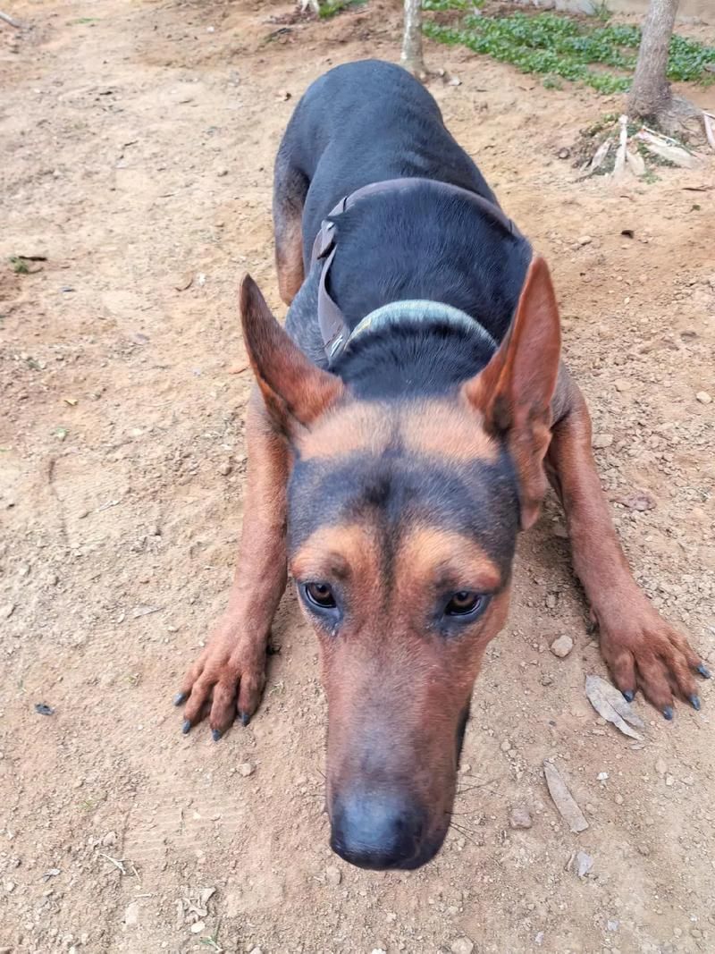 如何區(qū)分萊州紅犬和其他犬種，如何區(qū)分萊州紅犬 如何區(qū)分萊州紅犬和其他犬種，如何區(qū)分萊州紅犬 龍魚百科 第8張