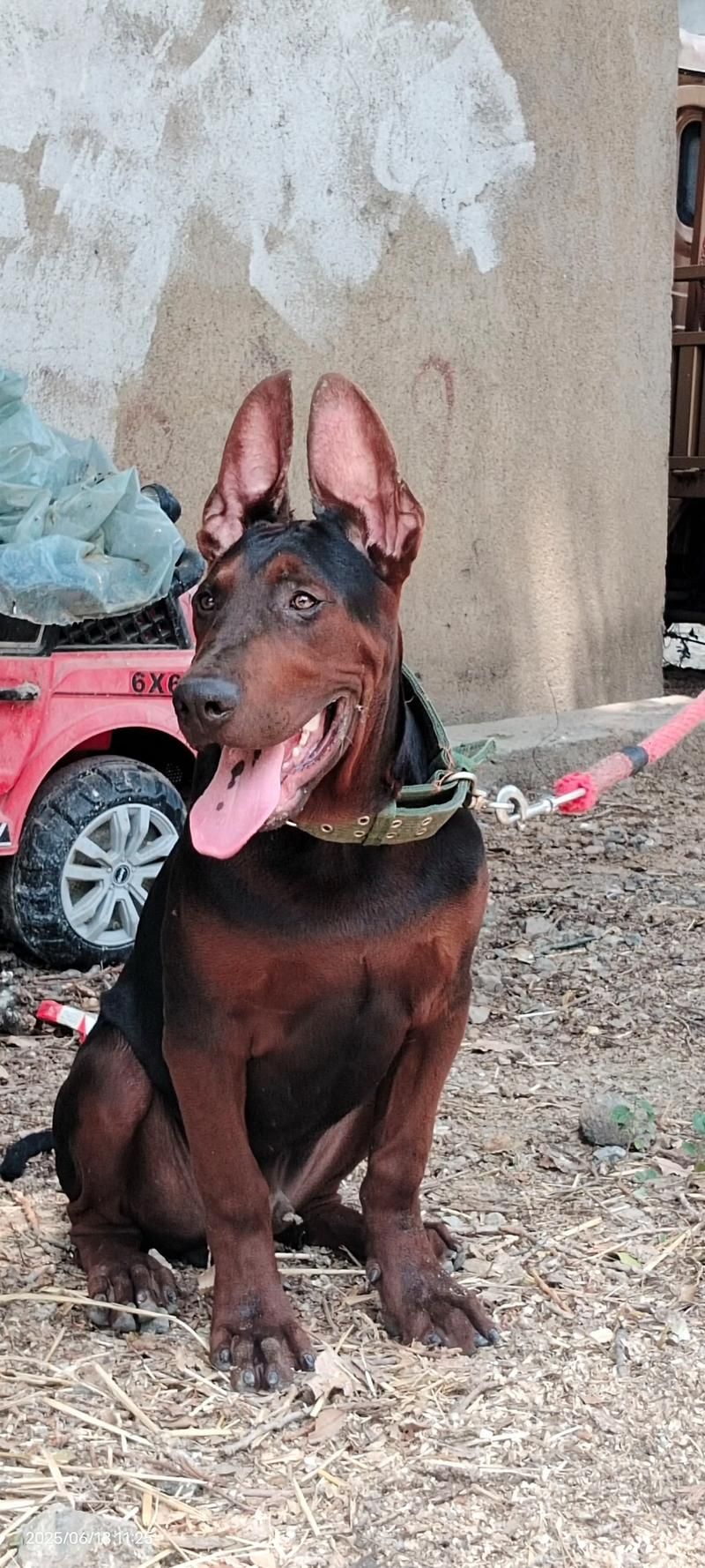 如何區(qū)分萊州紅犬和其他犬種，如何區(qū)分萊州紅犬 如何區(qū)分萊州紅犬和其他犬種，如何區(qū)分萊州紅犬 龍魚百科 第9張