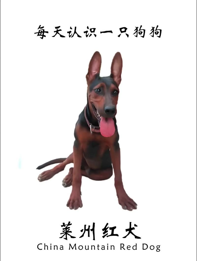 如何區(qū)分萊州紅犬和其他犬種，如何區(qū)分萊州紅犬 如何區(qū)分萊州紅犬和其他犬種，如何區(qū)分萊州紅犬 龍魚百科 第10張