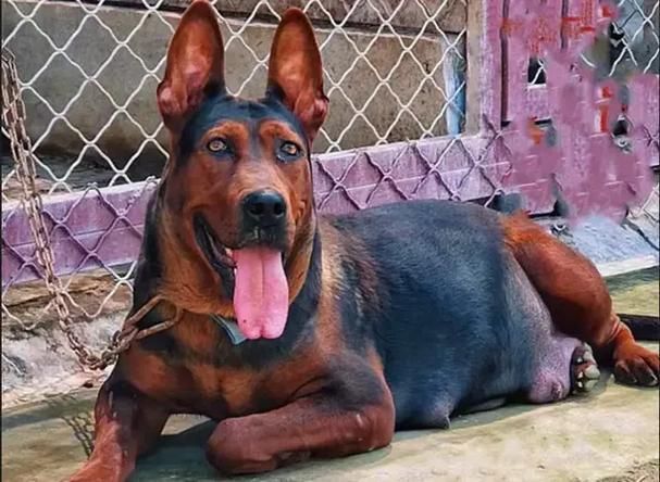 如何區(qū)分萊州紅犬和其他犬種，如何區(qū)分萊州紅犬 如何區(qū)分萊州紅犬和其他犬種，如何區(qū)分萊州紅犬 龍魚百科 第6張