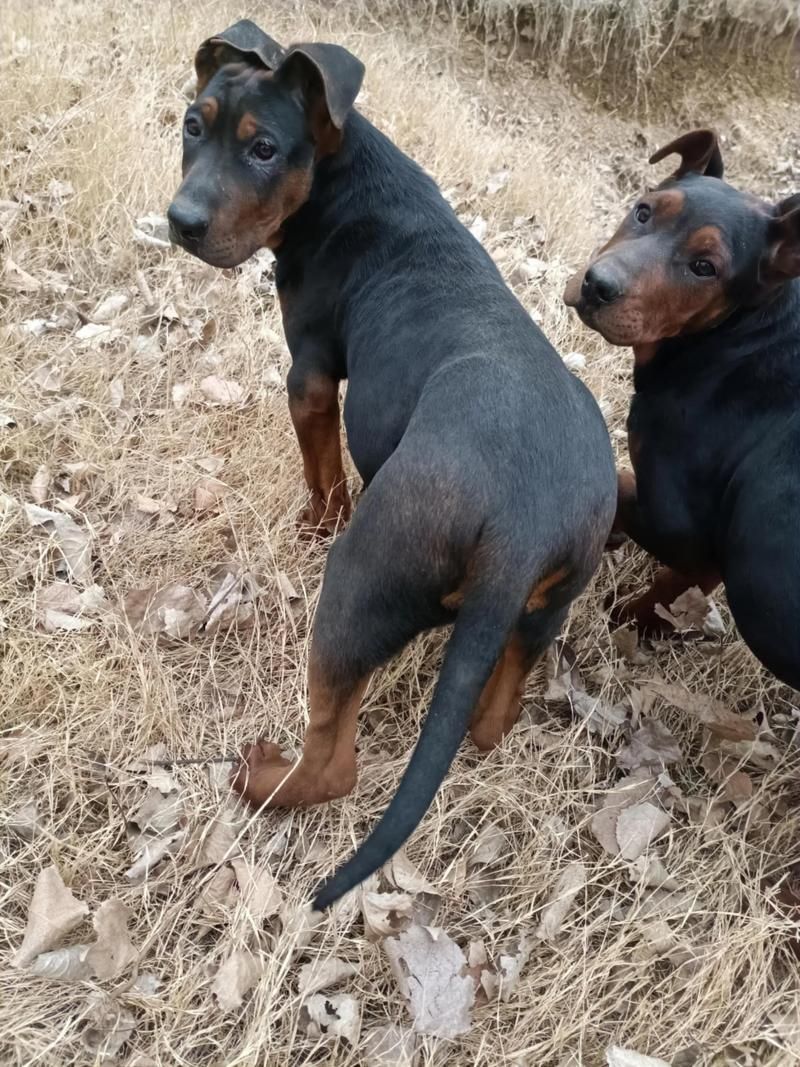 如何區(qū)分萊州紅犬和其他犬種，如何區(qū)分萊州紅犬 如何區(qū)分萊州紅犬和其他犬種，如何區(qū)分萊州紅犬 龍魚百科 第7張