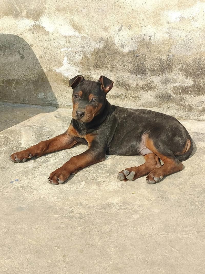 如何區(qū)分萊州紅犬和其他犬種，如何區(qū)分萊州紅犬 如何區(qū)分萊州紅犬和其他犬種，如何區(qū)分萊州紅犬 龍魚百科 第3張