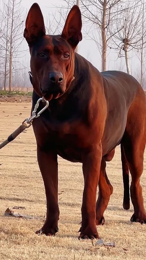 如何區(qū)分萊州紅犬和其他犬種，如何區(qū)分萊州紅犬 如何區(qū)分萊州紅犬和其他犬種，如何區(qū)分萊州紅犬 龍魚百科 第2張