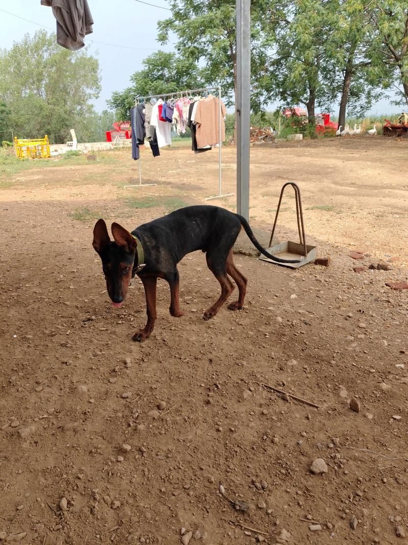如何區(qū)分萊州紅犬和其他犬種，如何區(qū)分萊州紅犬 如何區(qū)分萊州紅犬和其他犬種，如何區(qū)分萊州紅犬 龍魚百科 第4張