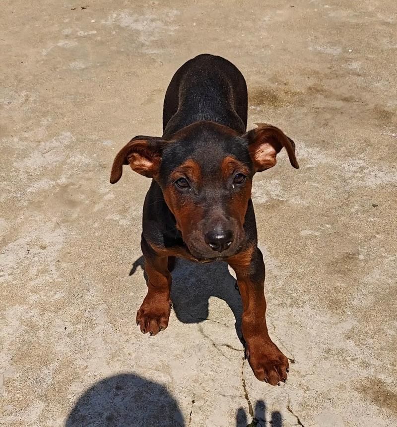 如何區(qū)分萊州紅犬和其他犬種，如何區(qū)分萊州紅犬 如何區(qū)分萊州紅犬和其他犬種，如何區(qū)分萊州紅犬 龍魚百科 第11張