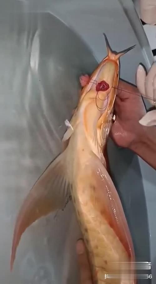 龍魚傷口露肉如何護理,龍魚傷口露肉如何護理,龍魚傷口露肉如何護理龍魚傷口露肉 龍魚百科 第6張 龍魚傷口露肉如何護理,龍魚傷口露肉如何護理,龍魚傷口露肉如何護理龍魚傷口露肉 龍魚傷口露肉如何護理,龍魚傷口露肉如何護理,龍魚傷口露肉如何護理龍魚傷口露肉 龍魚百科 第6張