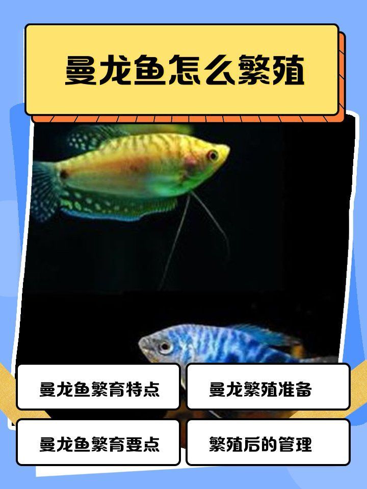 曼龍魚的繁殖過程是怎樣的？，曼龍魚怎么繁殖 曼龍魚的繁殖過程是怎樣的？，曼龍魚怎么繁殖 龍魚百科 第1張