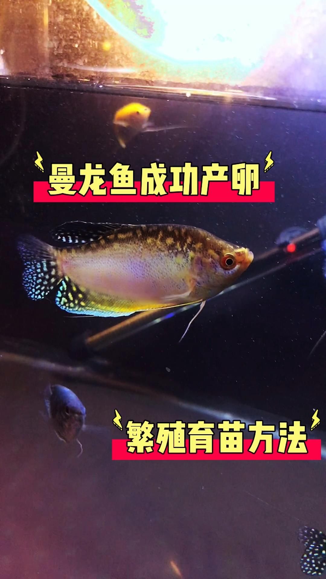 曼龍魚的繁殖過程是怎樣的？，曼龍魚怎么繁殖 曼龍魚的繁殖過程是怎樣的？，曼龍魚怎么繁殖 龍魚百科 第3張