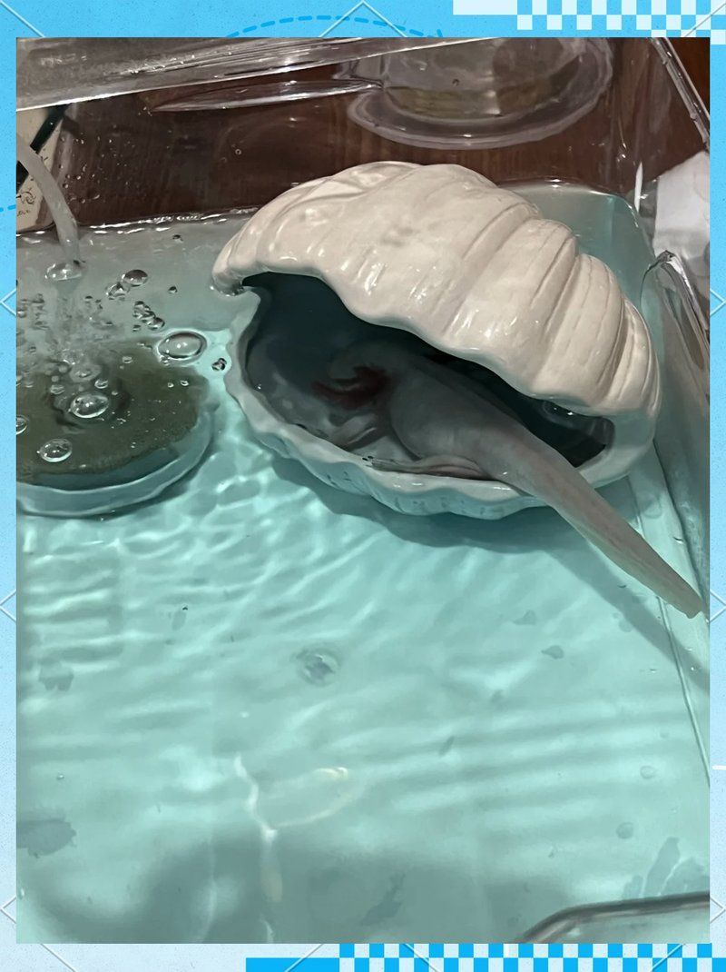 如何判斷水霉病是否好轉，———水霉病是否好轉需要觀察以下幾個關鍵指標 如何判斷水霉病是否好轉，———水霉病是否好轉需要觀察以下幾個關鍵指標 龍魚百科 第2張