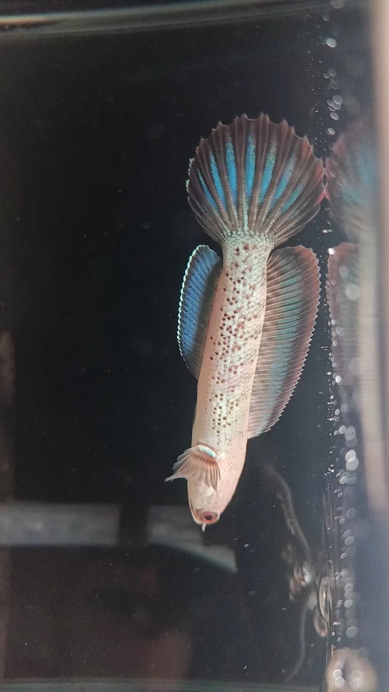 能否提供鬼王雷龍魚的圖片,“鬼王雷龍魚”或“鬼王雷龍魚”或“鬼王雷龍”圖片 龍魚百科 第11張 能否提供鬼王雷龍魚的圖片,“鬼王雷龍魚”或“鬼王雷龍魚”或“鬼王雷龍”圖片 能否提供鬼王雷龍魚的圖片,“鬼王雷龍魚”或“鬼王雷龍魚”或“鬼王雷龍”圖片 龍魚百科 第11張
