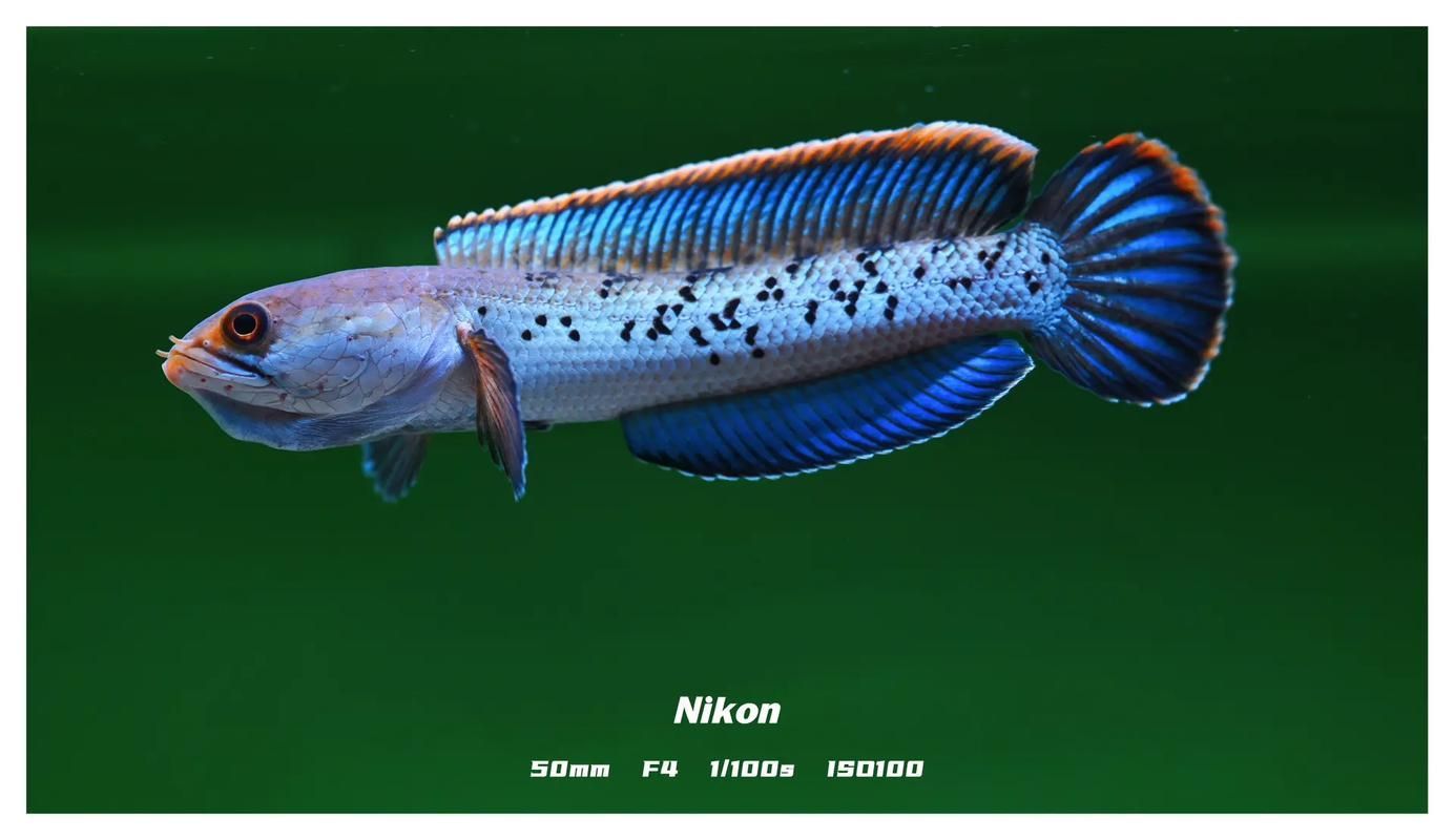 能否提供鬼王雷龍魚的圖片,“鬼王雷龍魚”或“鬼王雷龍魚”或“鬼王雷龍”圖片 龍魚百科 第2張 能否提供鬼王雷龍魚的圖片,“鬼王雷龍魚”或“鬼王雷龍魚”或“鬼王雷龍”圖片 能否提供鬼王雷龍魚的圖片,“鬼王雷龍魚”或“鬼王雷龍魚”或“鬼王雷龍”圖片 龍魚百科 第2張