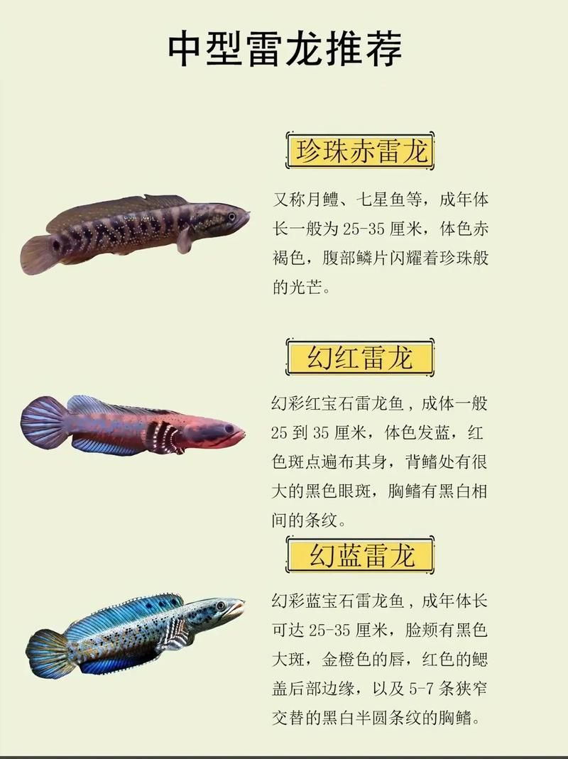 能否提供鬼王雷龍魚的圖片,“鬼王雷龍魚”或“鬼王雷龍魚”或“鬼王雷龍”圖片 龍魚百科 第20張 能否提供鬼王雷龍魚的圖片,“鬼王雷龍魚”或“鬼王雷龍魚”或“鬼王雷龍”圖片 能否提供鬼王雷龍魚的圖片,“鬼王雷龍魚”或“鬼王雷龍魚”或“鬼王雷龍”圖片 龍魚百科 第20張