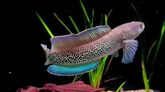 能否提供鬼王雷龍魚的圖片,“鬼王雷龍魚”或“鬼王雷龍魚”或“鬼王雷龍”圖片 龍魚百科 第17張 能否提供鬼王雷龍魚的圖片,“鬼王雷龍魚”或“鬼王雷龍魚”或“鬼王雷龍”圖片 能否提供鬼王雷龍魚的圖片,“鬼王雷龍魚”或“鬼王雷龍魚”或“鬼王雷龍”圖片 龍魚百科 第17張