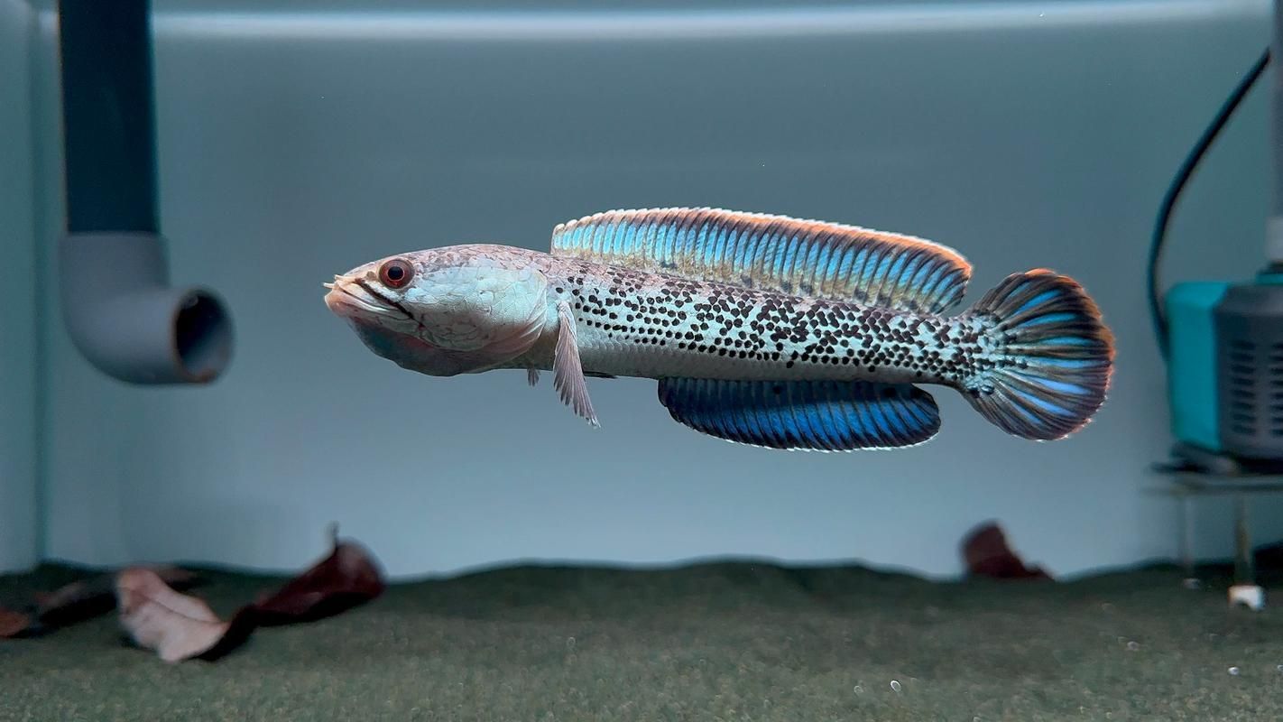 能否提供鬼王雷龍魚的圖片,“鬼王雷龍魚”或“鬼王雷龍魚”或“鬼王雷龍”圖片 龍魚百科 第4張 能否提供鬼王雷龍魚的圖片,“鬼王雷龍魚”或“鬼王雷龍魚”或“鬼王雷龍”圖片 能否提供鬼王雷龍魚的圖片,“鬼王雷龍魚”或“鬼王雷龍魚”或“鬼王雷龍”圖片 龍魚百科 第4張