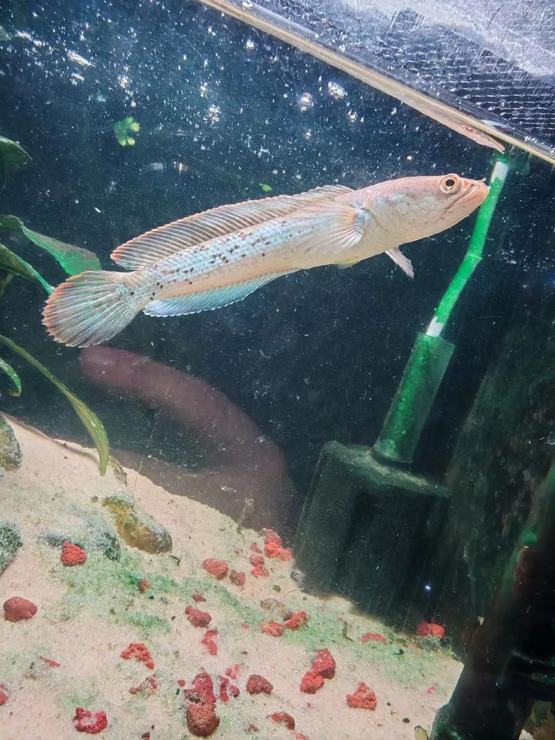 能否提供鬼王雷龍魚的圖片,“鬼王雷龍魚”或“鬼王雷龍魚”或“鬼王雷龍”圖片 龍魚百科 第15張 能否提供鬼王雷龍魚的圖片,“鬼王雷龍魚”或“鬼王雷龍魚”或“鬼王雷龍”圖片 能否提供鬼王雷龍魚的圖片,“鬼王雷龍魚”或“鬼王雷龍魚”或“鬼王雷龍”圖片 龍魚百科 第15張