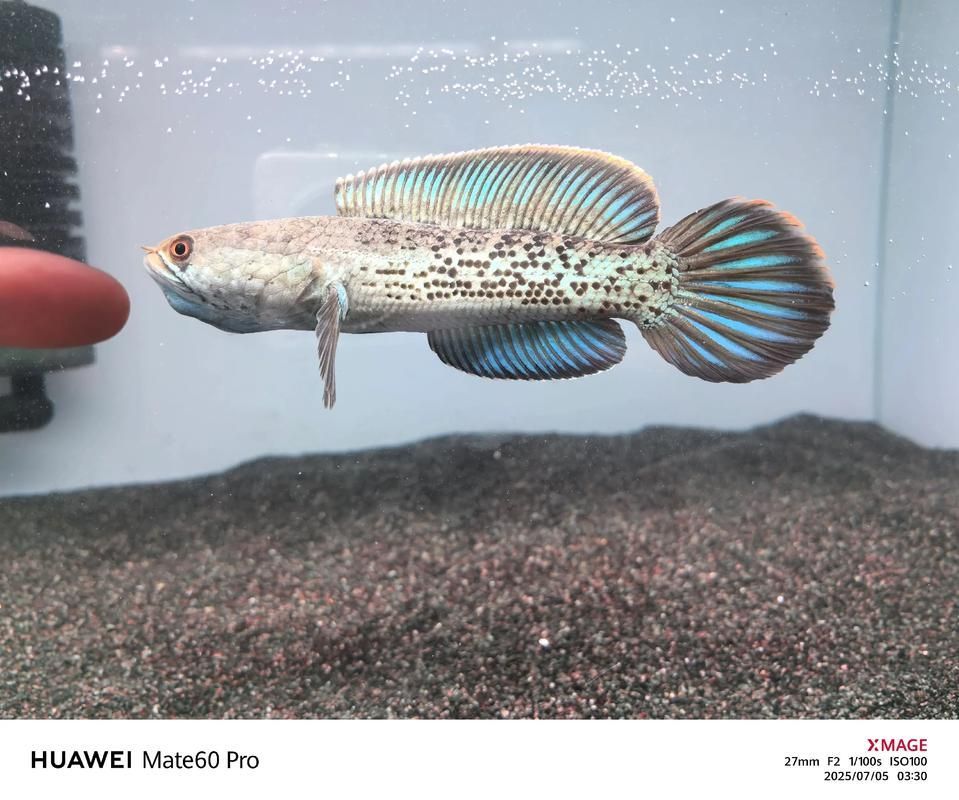 能否提供鬼王雷龍魚的圖片,“鬼王雷龍魚”或“鬼王雷龍魚”或“鬼王雷龍”圖片 龍魚百科 第6張 能否提供鬼王雷龍魚的圖片,“鬼王雷龍魚”或“鬼王雷龍魚”或“鬼王雷龍”圖片 能否提供鬼王雷龍魚的圖片,“鬼王雷龍魚”或“鬼王雷龍魚”或“鬼王雷龍”圖片 龍魚百科 第6張