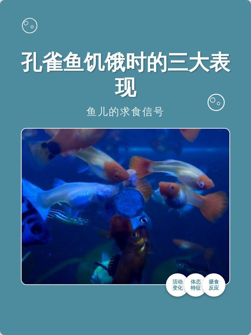 如何判斷孔雀魚是否需要進食，如何判斷孔雀魚是否需要進食，