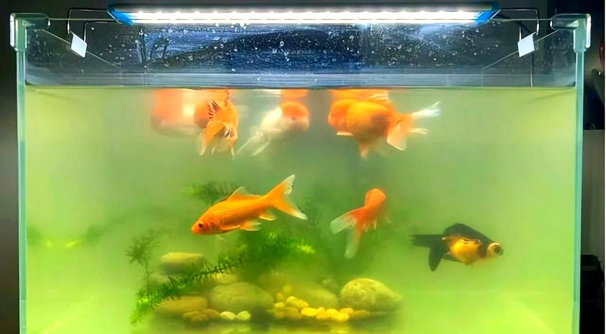 給我一些觀賞魚缸水渾濁的圖片，觀賞魚缸水渾濁是養魚過程中極為常見的問題 給我一些觀賞魚缸水渾濁的圖片，觀賞魚缸水渾濁是養魚過程中極為常見的問題 龍魚百科 第18張