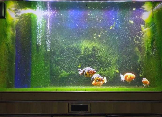 給我一些觀賞魚缸水渾濁的圖片，觀賞魚缸水渾濁是養魚過程中極為常見的問題 給我一些觀賞魚缸水渾濁的圖片，觀賞魚缸水渾濁是養魚過程中極為常見的問題 龍魚百科 第9張