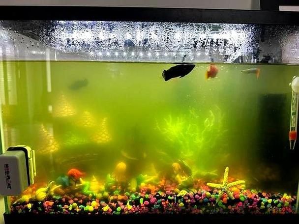 給我一些觀賞魚缸水渾濁的圖片，觀賞魚缸水渾濁是養魚過程中極為常見的問題 給我一些觀賞魚缸水渾濁的圖片，觀賞魚缸水渾濁是養魚過程中極為常見的問題 龍魚百科 第17張