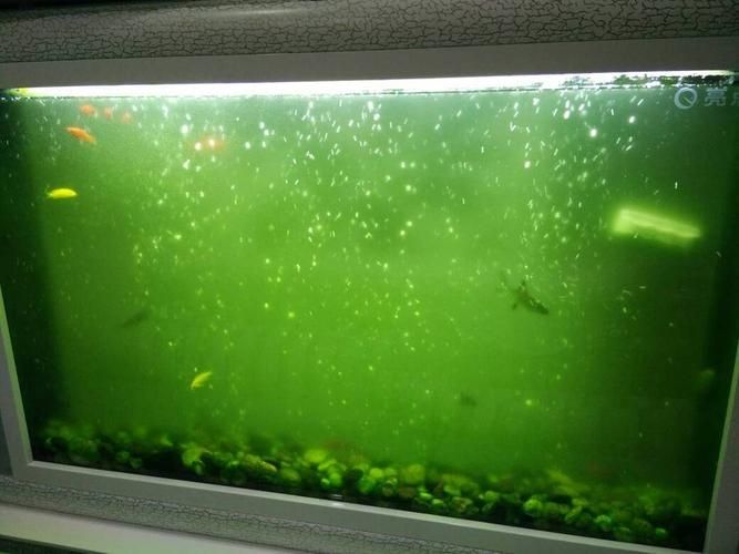 給我一些觀賞魚缸水渾濁的圖片，觀賞魚缸水渾濁是養魚過程中極為常見的問題 給我一些觀賞魚缸水渾濁的圖片，觀賞魚缸水渾濁是養魚過程中極為常見的問題 龍魚百科 第6張