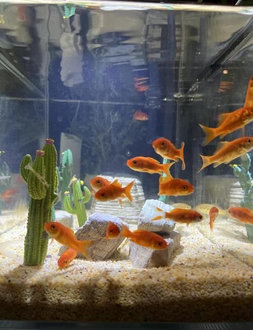 給我一些觀賞魚缸水渾濁的圖片，觀賞魚缸水渾濁是養魚過程中極為常見的問題 給我一些觀賞魚缸水渾濁的圖片，觀賞魚缸水渾濁是養魚過程中極為常見的問題 龍魚百科 第16張