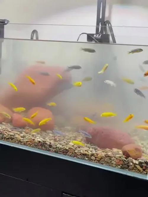 給我一些觀賞魚缸水渾濁的圖片，觀賞魚缸水渾濁是養魚過程中極為常見的問題 給我一些觀賞魚缸水渾濁的圖片，觀賞魚缸水渾濁是養魚過程中極為常見的問題 龍魚百科 第7張