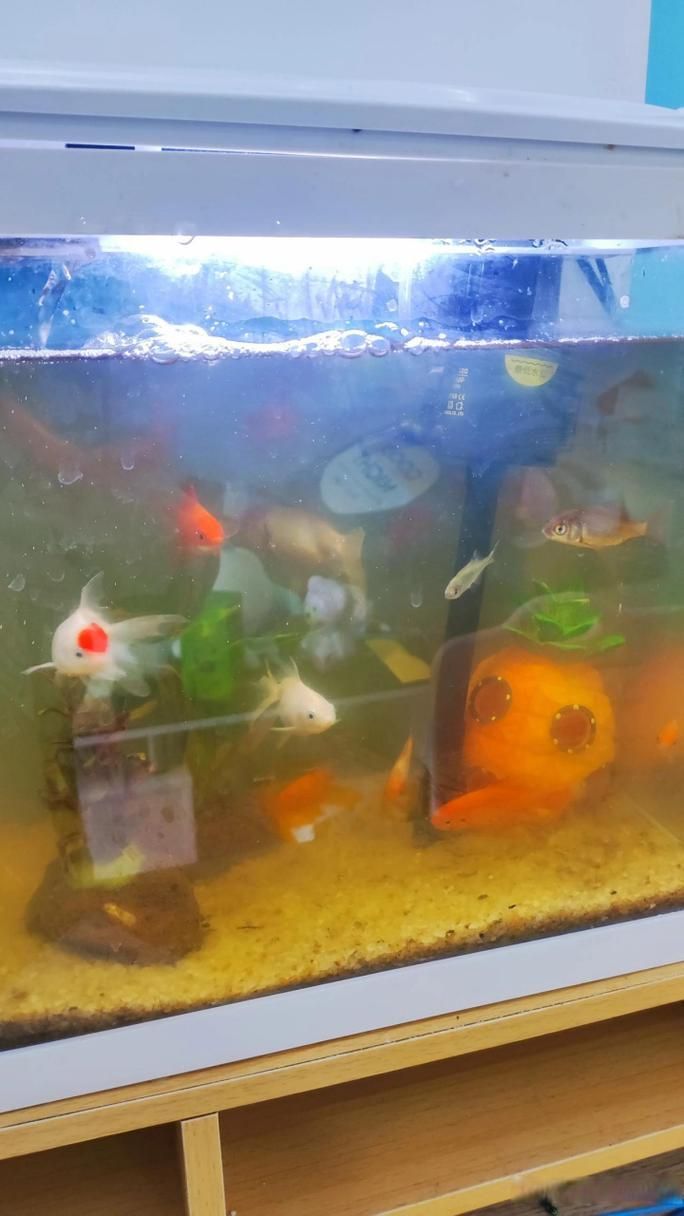 給我一些觀賞魚缸水渾濁的圖片，觀賞魚缸水渾濁是養魚過程中極為常見的問題 給我一些觀賞魚缸水渾濁的圖片，觀賞魚缸水渾濁是養魚過程中極為常見的問題 龍魚百科 第4張