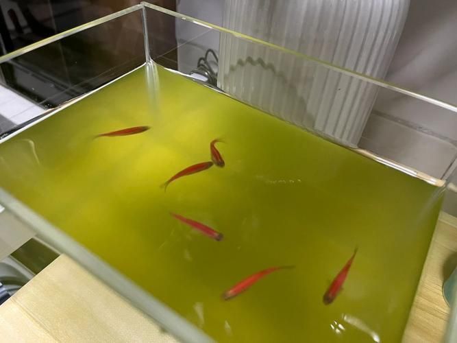 給我一些觀賞魚缸水渾濁的圖片，觀賞魚缸水渾濁是養魚過程中極為常見的問題 給我一些觀賞魚缸水渾濁的圖片，觀賞魚缸水渾濁是養魚過程中極為常見的問題 龍魚百科 第13張