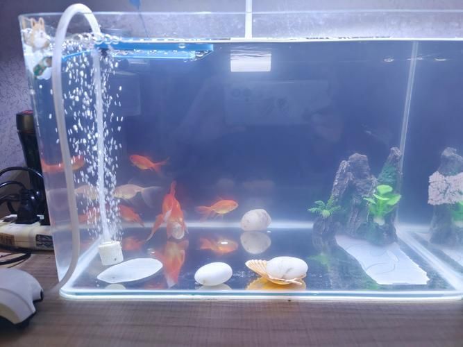 給我一些觀賞魚缸水渾濁的圖片，觀賞魚缸水渾濁是養魚過程中極為常見的問題 給我一些觀賞魚缸水渾濁的圖片，觀賞魚缸水渾濁是養魚過程中極為常見的問題 龍魚百科 第11張