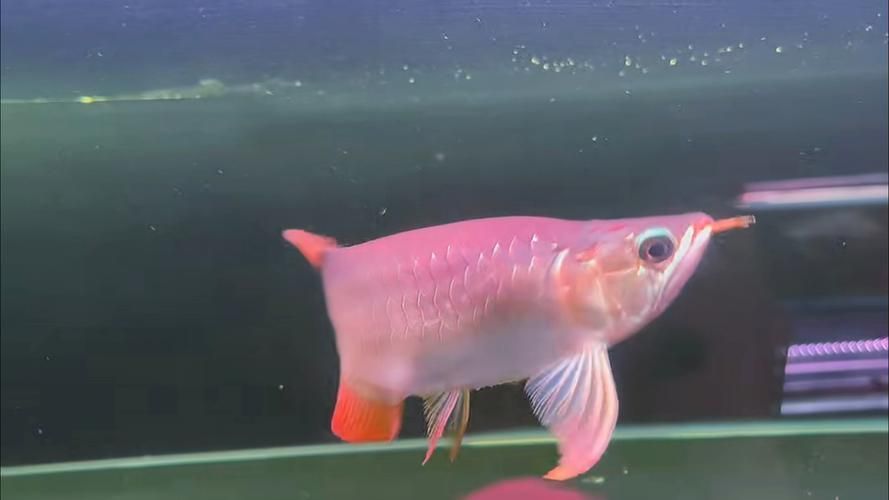 短身龍魚有哪些品種，短身龍魚有哪些品種短身龍魚有哪些品種短身龍魚有哪些品種 短身龍魚有哪些品種，短身龍魚有哪些品種短身龍魚有哪些品種短身龍魚有哪些品種 龍魚百科 第4張