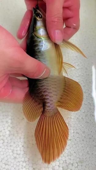 短身龍魚有哪些品種，短身龍魚有哪些品種短身龍魚有哪些品種短身龍魚有哪些品種 短身龍魚有哪些品種，短身龍魚有哪些品種短身龍魚有哪些品種短身龍魚有哪些品種 龍魚百科 第9張