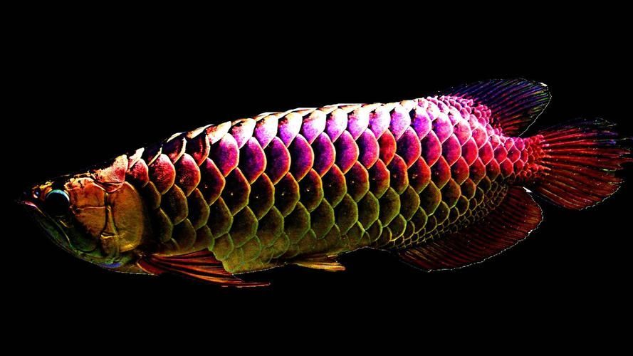 能提供更多九龍魚的圖片嗎？