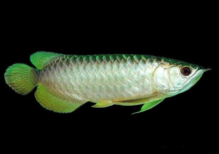 能提供更多九龍魚的圖片嗎？