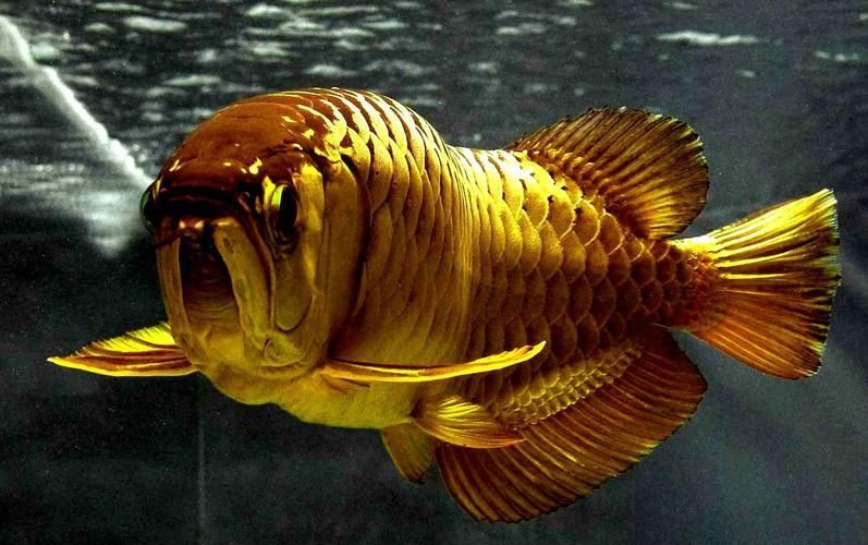 能提供更多九龍魚的圖片嗎？