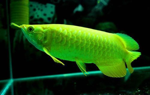 能提供更多九龍魚的圖片嗎？