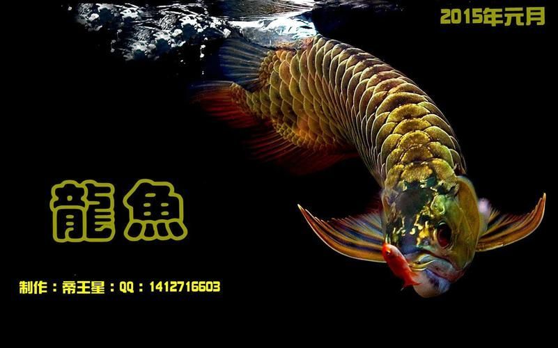能提供更多九龍魚的圖片嗎？
