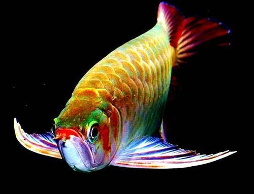 能提供更多九龍魚的圖片嗎？