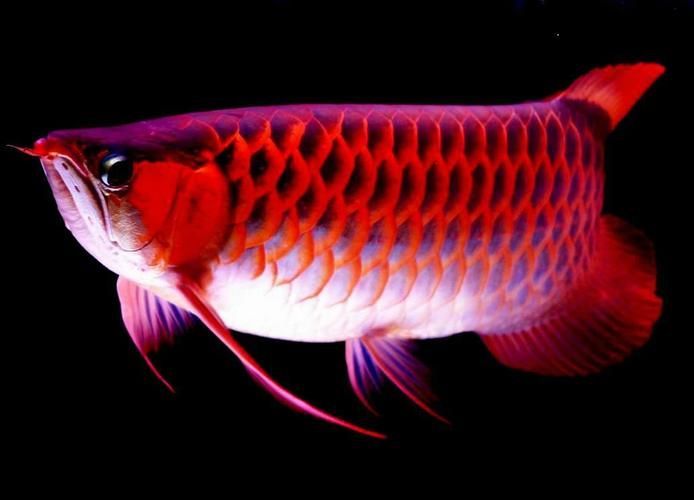能提供更多九龍魚的圖片嗎？