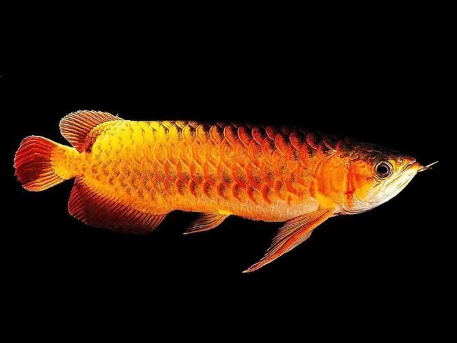 能提供更多九龍魚的圖片嗎？